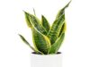 $16.79 – * | Costa Farms Snake Plant & More at Amazon * | Costa Farms Snake Plant & More at Amazon