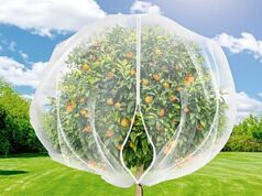 $14.99 – Amazon – 7.8 x 7.8 ft Large Fruit Tree Netting Cover with Zipper and Drawstring Amazon Large Fruit Tree Netting Cover