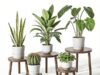 $24.99 – 5-Pack Delma Indoor Wood Plant Stands (Dark Brown or Light Brown) + Free Shipping w/ Prime or on $35+ 5-Pack Delma Indoor Wood Plant Stands in Dark Brown