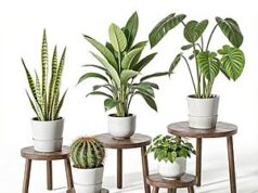 $24.99 – 5-Pack Delma Indoor Wood Plant Stands (Dark Brown or Light Brown) + Free Shipping w/ Prime or on $35+ 5-Pack Delma Indoor Wood Plant Stands in Dark Brown