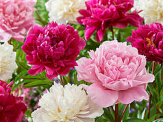 25% Off Plants, Bulbs & Seeds at Lowe’s Plants, bulbs, and seeds on sale at Lowe's