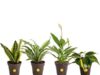 $20.29 – 4-Pack Costa Farms Assorted Indoor House Plants + Free Shipping 4-Pack Costa Farms Assorted Indoor House Plants