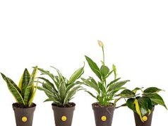 $20.29 – 4-Pack Costa Farms Assorted Indoor House Plants + Free Shipping 4-Pack Costa Farms Assorted Indoor House Plants