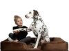 $53.99 – Noah & Paw: Sofa Beds 28% Off — 45″x35″x11″ XL Orthopedic Dog Bed, Memory Foam, Cooling Gel (Velvet) + Free Shipping Noah & Paw XL Orthopedic Dog Bed in velvet