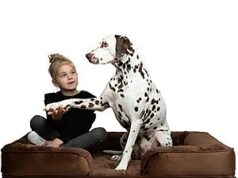 $53.99 – Noah & Paw: Sofa Beds 28% Off — 45″x35″x11″ XL Orthopedic Dog Bed, Memory Foam, Cooling Gel (Velvet) + Free Shipping Noah & Paw XL Orthopedic Dog Bed in velvet