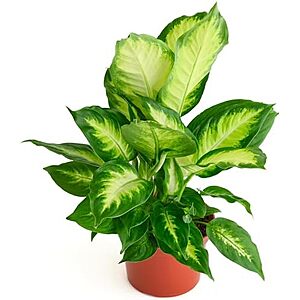 $20.62 – | Shop Succulents Dieffenbachia Camille, Live Indoor Plant, 6 Inch Nursery Pot at Amazon