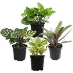 $19.58 – * | 4-Pk 4.25″ Essential Houseplant Live Indoor Plants Collection at Amazon