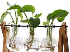 $9.91 – Headline about XXXFlower 3-Bulb Vase Plant Terrarium Air Planter w/ Wooden Stand & More + Free Shipping w/ Prime or on $35+ XXXFlower 3-Bulb Vase Plant Terrarium Air Planter with Wooden Stand