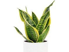 $16.79 – * | Costa Farms Snake Plant & More at Amazon * | Costa Farms Snake Plant & More at Amazon