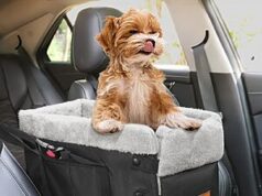 $14.99 – Bonthee Center Console Dog Booster Car Seat (Black, Up to 15 lbs) – + Free Shipping w/ Prime or on $35+ Bonthee Center Console Dog Booster Car Seat in black