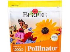 $3.02 – * | Burpee Wildflower 25,000 Non-GMO Pollinator Flower Seed Mix at Amazon Burpee Wildflower 25,000 Seed Mix