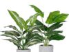 $17.99 – 2-Pack 16″ Der Rose Artificial Tropical Faux Plants (Green) + Free Shipping w/ Prime or on $35+ 2-Pack 16" Der Rose Artificial Tropical Faux Plants in Green