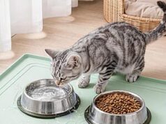 $8.99 – 22″ x 19″ Aisslro Silicone Pet Feeding Mat w/ Raised Edges (2 Colors) + Free Shipping w/ Prime or on $35+ 22" x 19" Aisslro Silicone Pet Feeding Mat w/ Raised Edges (2 Colors) + Free Shipping w/ Prime or o