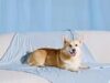 $14.99 – 40″x50″ Bedsure Cooling Pet Blanket/Mat w/ Breathable Air-Core Fill (Q-MAX >0.4, Arctic Blue) + Free Shipping 40"x50" Bedsure Cooling Pet Blanket/Mat w/ Breathable Air-Core Fill (Q-MAX >0.4, Arctic Blue) + Fre