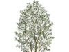 $59.99 – 8′ Vitalismo Artificial Olive Tree w/ Black Planter at Lowest Price Ever on Amazon 8' Vitalismo Artificial Olive Tree with Black Planter