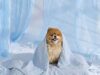 $11.99 – 25″ x 35″ Bedsure Cooling Throw Blanket for Dogs & Cats (2 Colors) & More + Free Shipping 25 x 35 Bedsure Cooling Throw Blanket for Dogs & Cats in Arctic Blue or Pale Jade