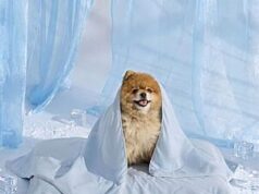 $11.99 – 25″ x 35″ Bedsure Cooling Throw Blanket for Dogs & Cats (2 Colors) & More + Free Shipping 25 x 35 Bedsure Cooling Throw Blanket for Dogs & Cats in Arctic Blue or Pale Jade