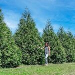 $48.74 – * | 18-Pk Perfect Plants Thuja Green Giant Arborvitae Liners (3′-5′ Growth Rate) at Amazon