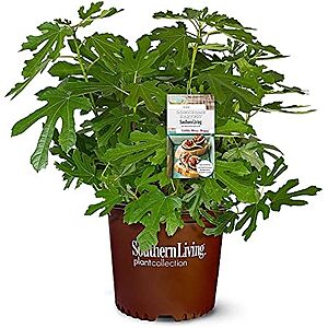 Southern Living 2 Gal. Little Miss Figgy Plant