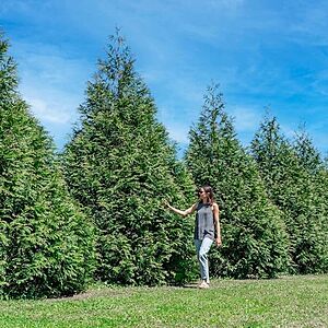$48.74 – | Perfect Plants Thuja Green Giant Arborvitae, Liner (18-Pack), Privacy Trees at Amazon
