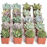 $27.99 – | 20-Pack Shop Succulents Rosette Succulent Plant Pack Bulk Collection at Amazon