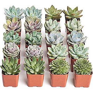 $27.99 – | 20-Pack Shop Succulents Rosette Succulent Plant Pack Bulk Collection at Amazon